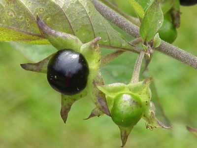 from https://commons.wikimedia.org/wiki/File:Atropa_bella-donna0.jpg